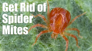 Deal with Spider Mites on Your Plants