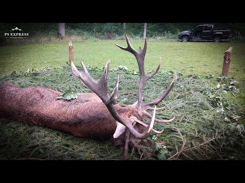 Rothirsch mit Schaufelkrone auf der Strecke - Hirschbrunft in Pommern - Polen