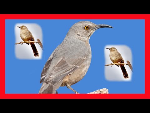 Drozdec krivozobý (Toxostoma curvirostre) — spev a hlas v prírode