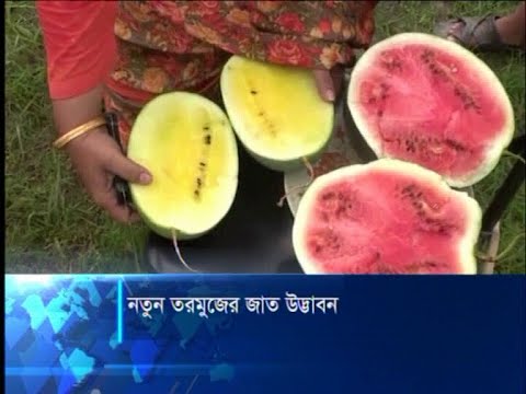 নতুন তরমুজের জাত উদ্ভাবন
