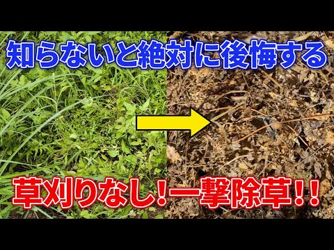 秋に家庭菜園の草取りをする理由と方法は？雑草に別れを告げるために知っておくべきことすべて  庭園
