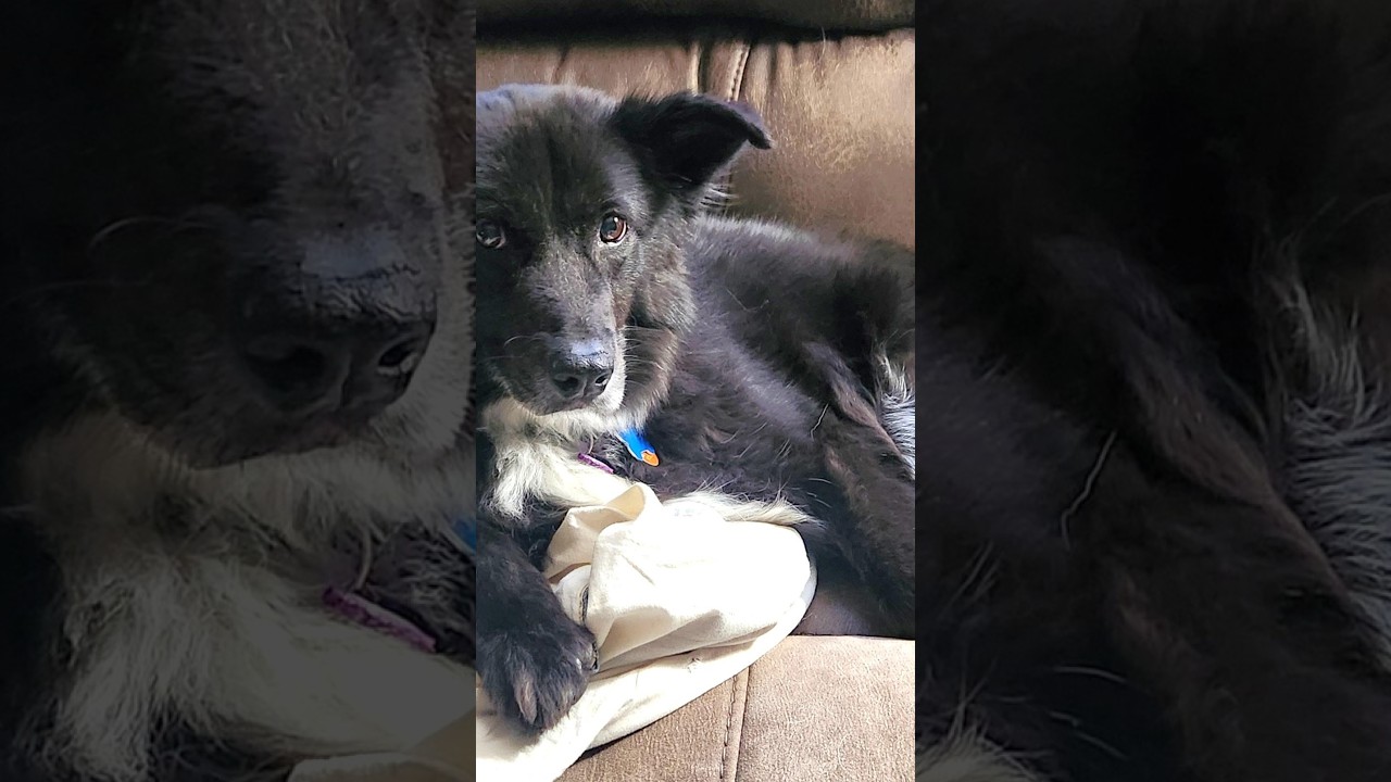 Cupcake, a Adoptable mixed breed in Minneapolis, MN video 6/6