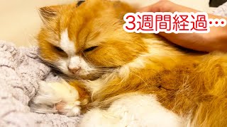 【 猫 腎臓病】安楽死を告げられてから3週間経ちました【ティッティ経過報告vol.５】