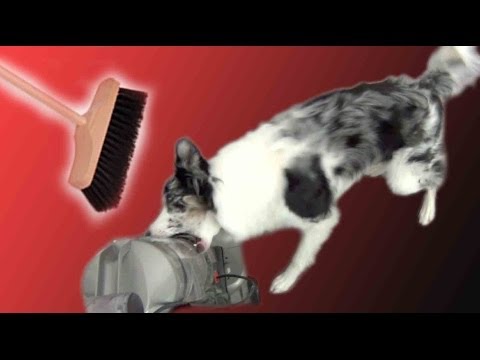 Teach Calmness Around Vaccum Cleaner or Broom - Dog Training