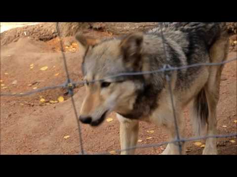 download lagu mp3 mp4 Cwwc, download lagu Cwwc gratis, unduh video klip Cwwc