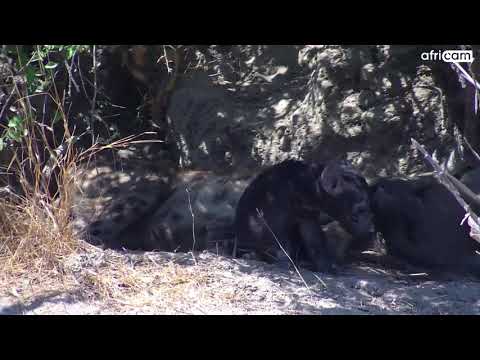 Spotted Hyena and Cub at Nomad Cam