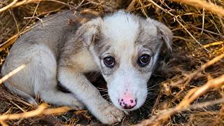 She Was Terrified After Losing Her Mommy