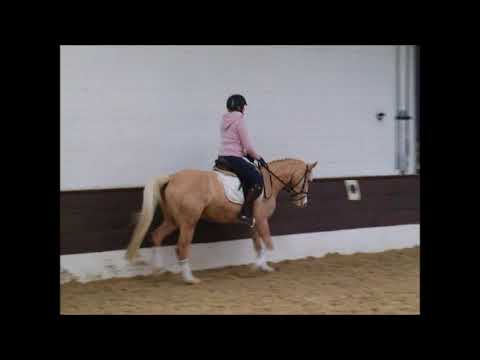 DIVA ROYAL 7j. DR v. FS Cracker Jack - Top Zento VB 6.000,- Euro