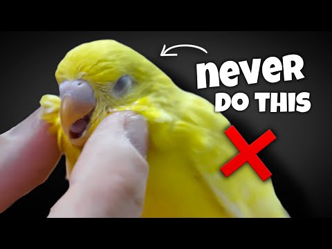 20 Things You Should Never Do to Your Budgie