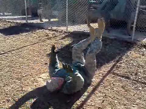 Pvt taylor dying cockroach