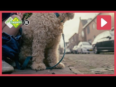 IK MOET POEPEN 💩| Jottum | NPO Zappelin