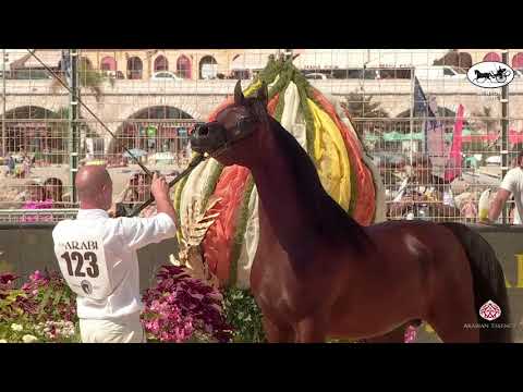 N 123 HERODOTUS AL SHIRAA   Mediterranean and Arab Countries AHC   Menton 2021   Colts 2 Years Old C