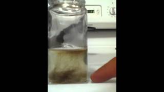 Human Hair in Clorox Bleach - Darryl Learie
