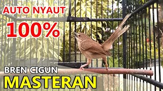 Download lagu CIBLEK GUNUNG GACOR - Suara AMPUH Untuk Masteran & Pancingan CIGUN Bahan Agar Cepat Bunyi Ngebren mp3 Download lagu CIBLEK GUNUNG GACOR - Suara AMPUH Untuk Masteran & Pancingan CIGUN Bahan Agar Cepat Bunyi Ngebren mp3