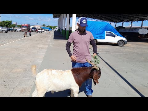 Mostrando a feira  de  Afranio Pernambuco e rota de viagem Val das ovelhas