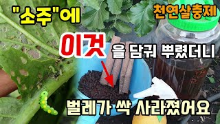 천연살충제 이것 뿌려주었더니 벌레가 싹 사라졌어요 토양살충제용 님케이크 와 계피로 친환경살충제 만드는법 진딧…