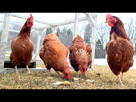 , title : 'COMMENT COMMENCER UN ÉLEVAGE DE POULETS EN AFRIQUE 50000 FCFA POUR DÉMARRER AVEC 99% DE BÉNÉFICES #1'