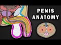 ANATOMY OF THE PENIS