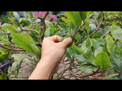 16 âm lịch LẶT LÁ và PHUN THUỐC CHO CÂY MAI ĐÓN TẾT