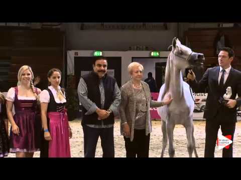 2nd Place N.9 HANAYA JASEEBAH - Wels 2015 - National Jr. Fillies Championship (Class 15)