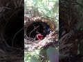 Kamera Di Sarang Burung