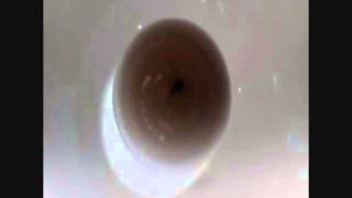 &quot;Lacerate&quot; by The New Lew Johnson