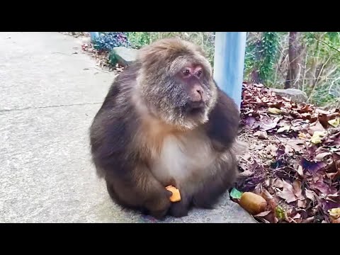 星星很健康因為她喜歡吃蔬菜和水果 | Xingxing is very healthy and likes to eat vegetables and fruits #monkey