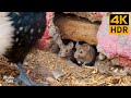 Cat TV Mice 🐭 Cute birds 😺 Videos for cats to watch 🐶 Dog TV 8 Hours(4K HDR)