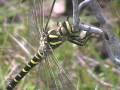 Golden Ringed Dragonfly
