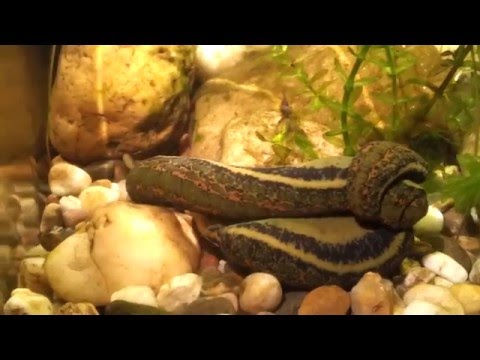 Zwei Egel (Hirudo medicinalis) ringen und raufen. Unglaubliche Aufnahmen.