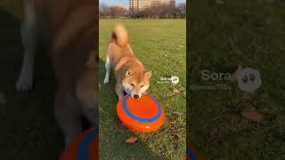 フリスビーで遊ぶ柴犬