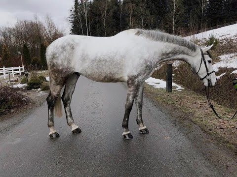**120 JUMPER**CARGE, 2013, gelding, KWPN, by Durango VDL (Mr. Blue)  x Cardento (Capitol)