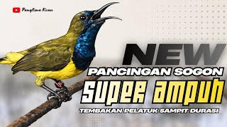 Download lagu BARU!!!! Pancingan Sogon Paling Ampuh Dengan Materi Pelatuk Sampit #pancingansogon #sogon  mp3