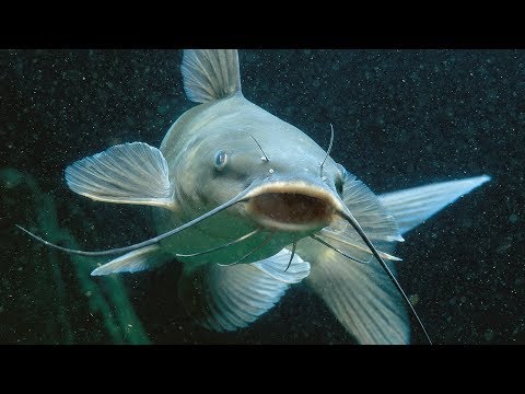 Video thumbnail for Catfish Girl