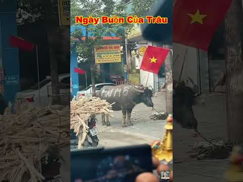 Trời ơi nhìn em trâu mà thấy xúc động và đau lòng quá bà con ơi #shorts