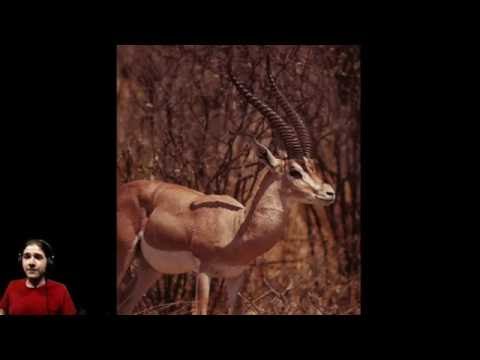 Cub Conception Prey Problems | Lion Part 10