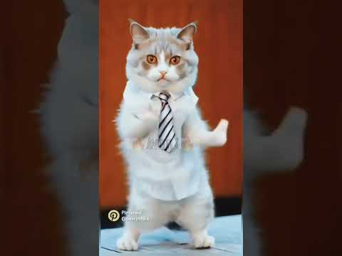 Nachle cats Billo #song #music #bollywood #youtubeshorts #catdance #treanding #shorts #viralvideo