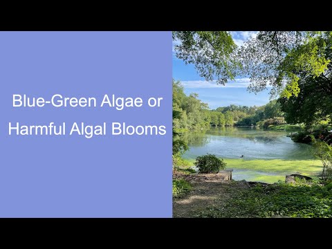 Blue-green algae toxicity or Harmful Algal Blooms (HABs) and Dogs