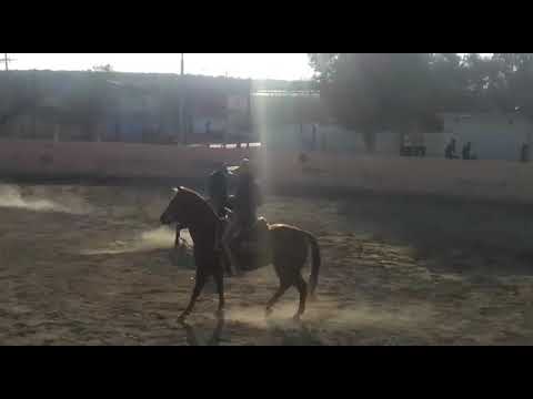 Que buena mona al estilo charro (Adrenalina Charra)