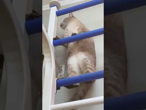 🐱My Big Cat Family - Bodik - acrobat cat #short #cute #cutecats #funnycats #cutecatsvideo