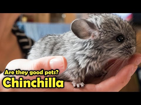 Chinchilla as Pet - Pros and Cons Chinchillas as Pet