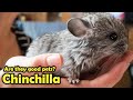 Chinchilla as Pet - Pros and Cons Chinchillas as Pet