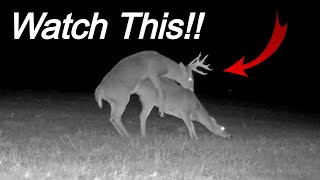 The Life (and DEATH) of The BIG 9: Mature Buck Breeds Doe then Dies