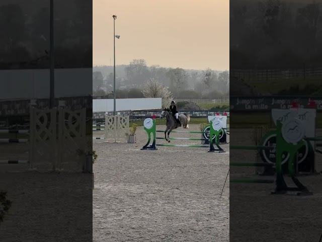 Castrone Origine non conosciuta  In vendita 2019 Altro colore ,  Cyrhus Paradise, SFA