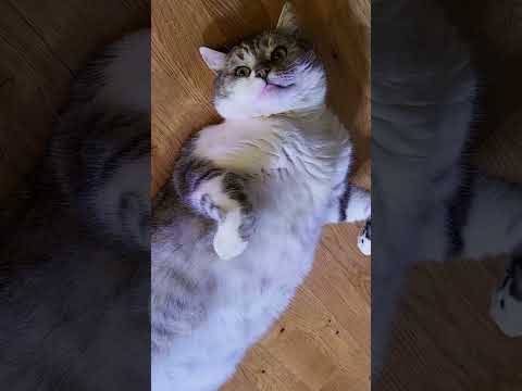🐱My Big Cat Family_Igor   #short #shortvideo #shortscatsvideos #cats #cat #cutecats
