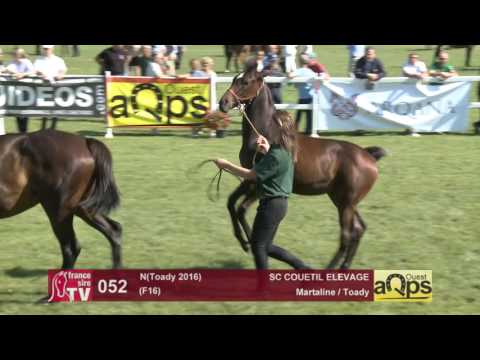 Show AQPS Le Lion 2016 : Lot 52 - N(Toady 2016)