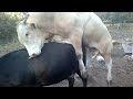 Cow Mating Kawin Sapi Bull Meeting Cow With Copulatory Thrust बैल संभोग