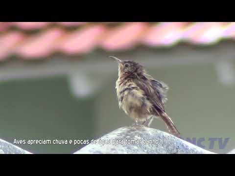 Ecologia: Aves brincando na chuva