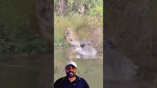 Tigre escapa de Jacare😱