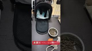 ＃パグ ＃pug ＃可愛い ＃cute ＃犬 ＃dog ＃puppy